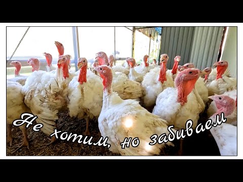 Видео: 🔴 Вынуждены убирать индюков 🦃 раньше срока, эксперимент -  картофель в мешках😳