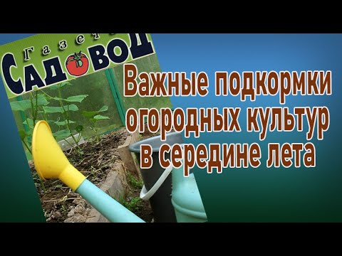Видео: Важные подкормки огородных культур в середине лета
