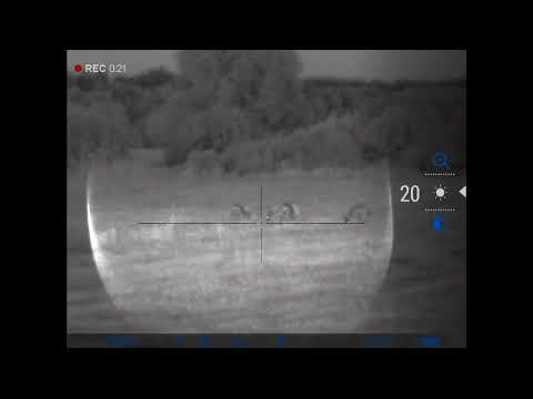 Видео: Ночная охота с Pulsar Digisight Ultra N455 LRF на самца косули с подхода.