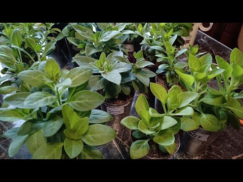 Видео: 🌸Аптечка цветовода  зимний период🌸