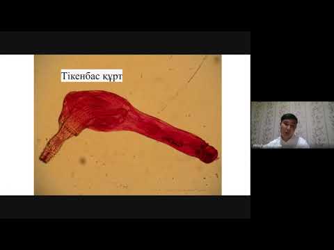 Видео: Құрттар ҰБТ биология қазақша