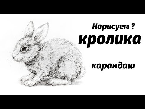 Видео: Как нарисовать кролика карандашом