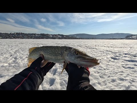 Видео: Поликарповский пруд.Рыба есть.