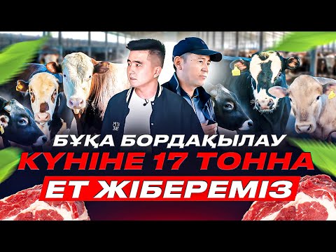 Видео: 15 000 бас бұқаны 70 гектар жерде бордақылап жатқан қазақтар. Жұмысшылардың барлық жағдайын жасаған.