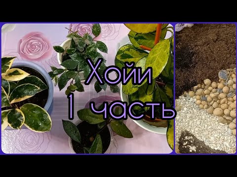 Видео: ХОЙИ🌱1 часть🌸Укоренение в воде и грунте🌱Размножение🌸Формирование🌱Пересадка🌸Австралис Лиза🌱Карноза🌸