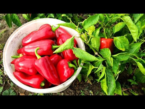Видео: 🌶️🌶️ЧЕГО НЕ ХВАТАЕТ ПЕРЦАМ. КАК ОПРЕДЕЛИТЬ ПО ЛИСТЬЯМ