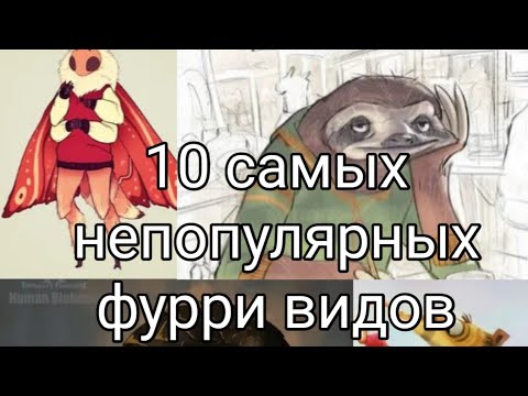 Видео: Топ 10 САМЫХ РЕДКИХ И НЕПОПУЛЯРНЫХ ФУРРИ ВИДОВ 🐾