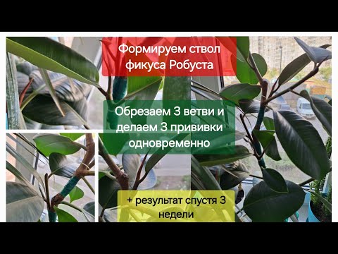 Видео: Формируем ствол фикуса Робуста, 3 обрезки, 3 прививки, +результат 18.08.24г.-24.09.24г.