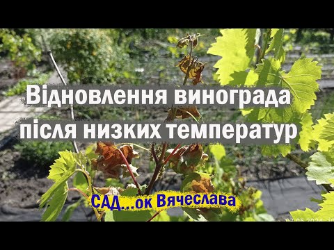 Видео: Відновлення винограда після заморозків: що робити...