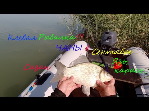 Видео: Клевая Рыбалка на Чанах ( о.Кобылий , Сентябрь)