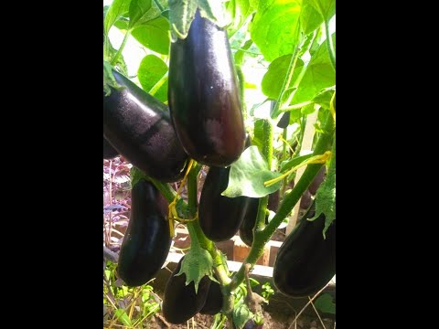 Видео: Самый ЛУЧШИЙ СПОСОБ ВЫРАЩИВАНИЯ РАССАДЫ без пикировки!! БАКЛАЖАНЫ сею только так!!!