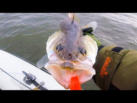 Видео: Поклевка судака на молекулярном уровне...bogomaz05