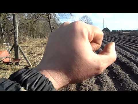 Видео: Лук репчатый озимый в гребнях!!! ВСХОДЫ, ПЛАНЫ!!!