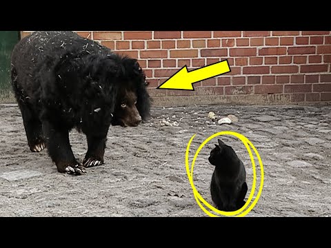 Видео: Медведь Подошел к Коту и То, Что Случилось Дальше, Невероятно