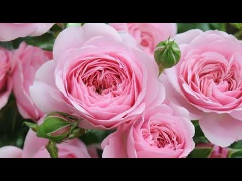 Видео: УЛЬЯНОВСК, ЛУЧШИЙ САД РОЗ НА ЗЕМЛЕ!