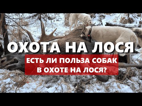 Видео: Охотник показал КАК РАБОТАЮТ СОБАКИ на охоте НА ЛОСЯ