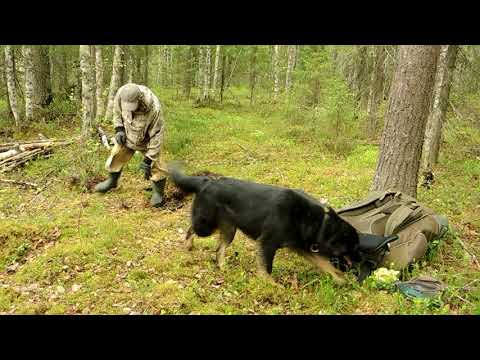 Видео: 6 ноября 2025 г.