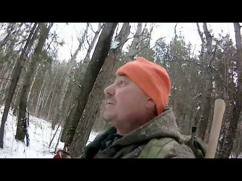 Видео: охота на куницу с РЕЛ