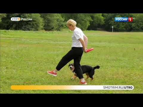 Видео: Энтлебухер зенненхунд