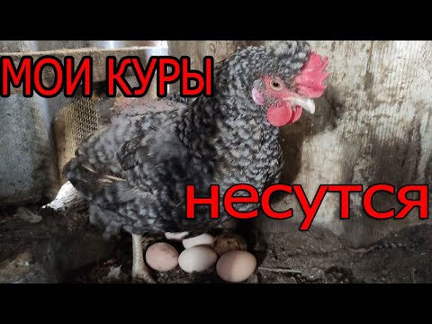 Видео: Куры не несутся | Почему мои куры несутся?