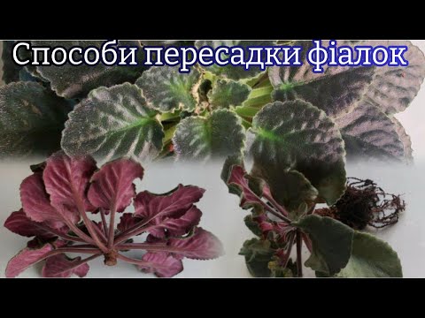 Видео: Способи пересадки фіалок