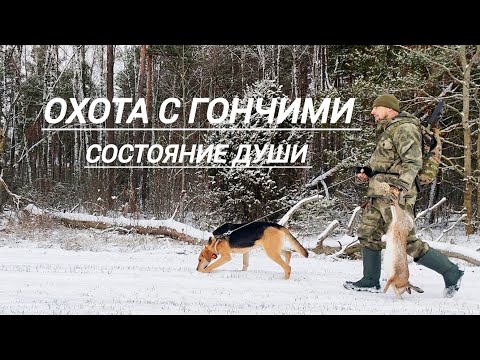 Видео: Охота на зайца с гончими.Отличный день