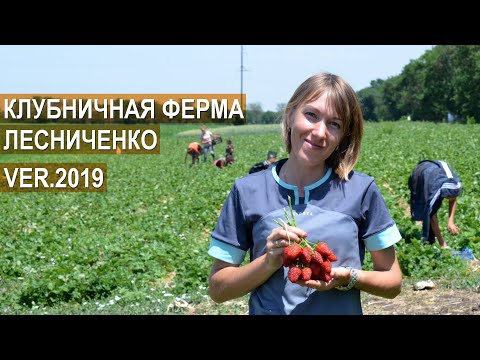 Видео: Клубничная ферма Лесниченко. VER.2019 Что нового в хозяйстве?