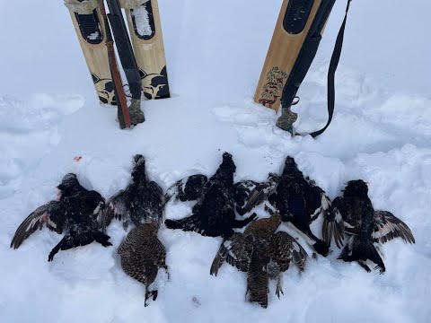 Видео: Охота на Тетерева!/МНОГО выстрелов!/Много Дичи!