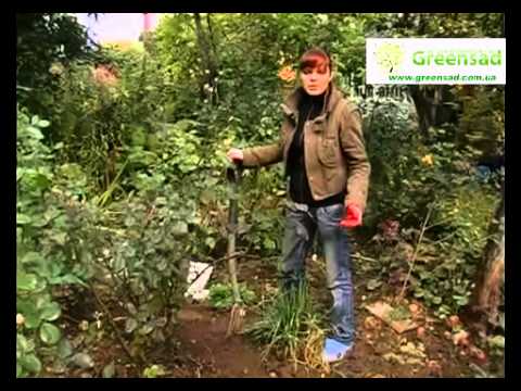 Видео: Укрытие роз на зиму. Удаление листвы. Пригибание роз