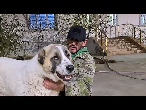 Видео: Ашхабад район Тязе Заман Туркменский Волкодав!