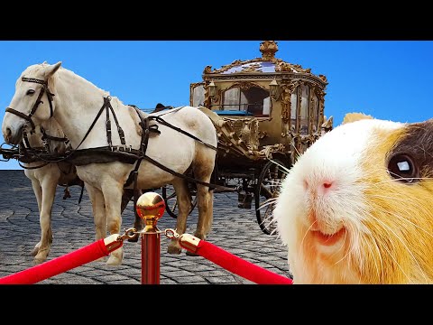 Видео: ЭРМИТАЖ - Свинка Бузя на экскурсии. Приключения для детей