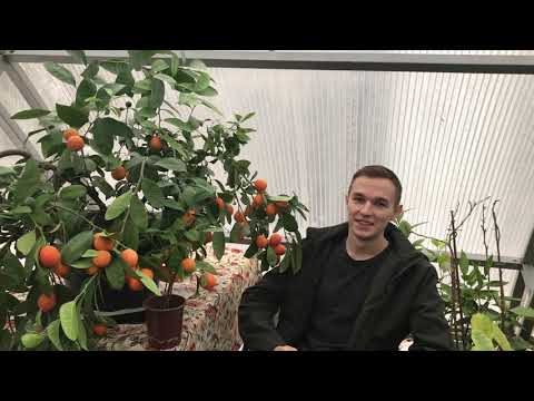 Видео: Павловский Мандарин Апельсин. Павловский питомник