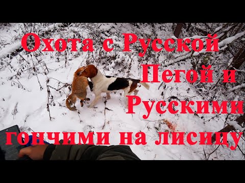 Видео: Охота с Русской Пегой и Русскими гончими на Лисицу!! Приятно удивил выжлец Зак!)) Кировская область.
