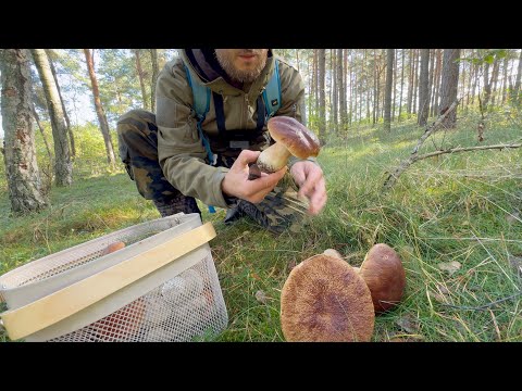 Видео: 8 ВИДОВ СЪЕДОБНЫХ ГРИБОВ, ЗА ОДИН ВЫХОД, или лучший день грибника!!!!!