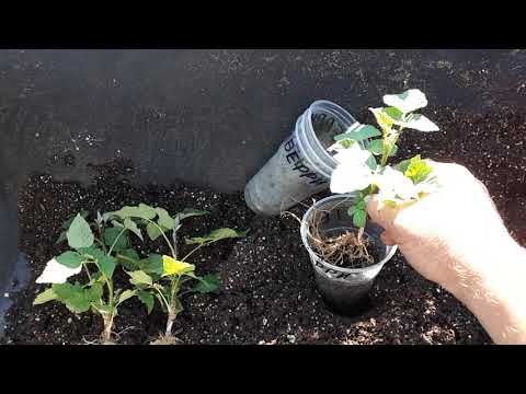 Видео: Размножение ежемалины Тейберри стеблевыми черенками в песке.