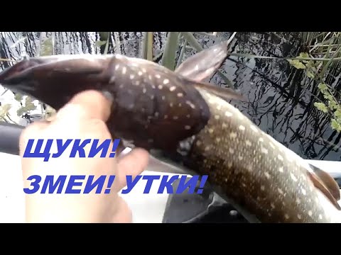 Видео: 61 ОСЕННЯЯ РЫБАЛКА.  ЩУКИ НА ЖЕРЛИЦЫ!  ЗМЕИ ВЫПОЛЗАЮТ НА СОЛНЫШКО!  //Russia Volga Fishing pike