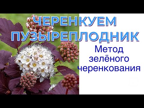 Видео: #70 ЧЕРЕНКУЕМ ПУЗЫРЕПЛОДНИК КАЛИНОЛИСТНЫЙ МЕТОДОМ ЗЕЛЕНОГО ЧЕРЕНКОВАНИЯ!