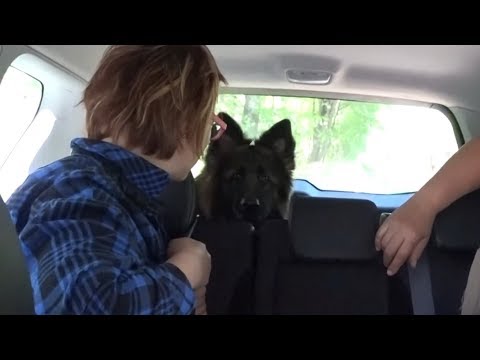 Видео: ДТ-36. Скулеж и вой собаки в машине.