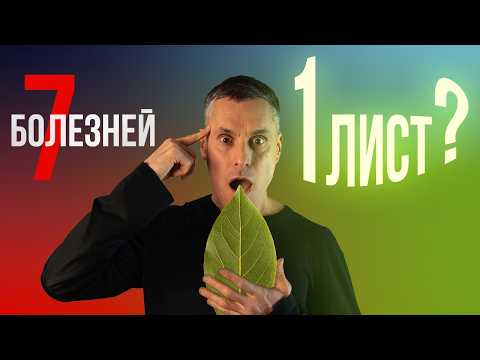 Видео: Что реально лечит лавровый лист: сахар, суставы, кишечник, кандидоз и даже мозг?