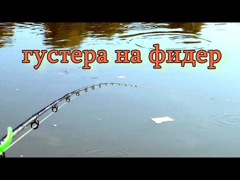 Видео: Такого клева густеры я еще не видел. Ловля густеры на фидер. Рыбалка на фидер в реке с течением