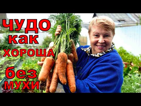 Видео: Вот это морковь из семян моего магазина. Урожай чистый, без повреждений мухой.