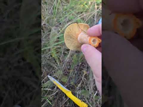 Видео: Рыжики 