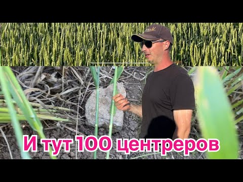 Видео: Пшеница 100ц без пестицидов и удобрений @asperepelitsa