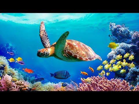 Видео: Нежная музыка, успокаивает нервную систему и радует душу 🐋 Шум моря,  звук моря