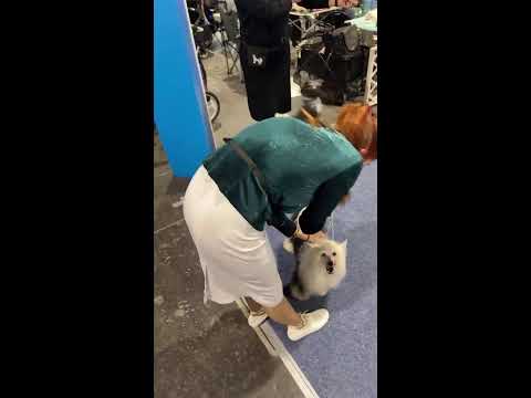 Видео: Elena Incanto Del Mondo kennel в прямом эфире!