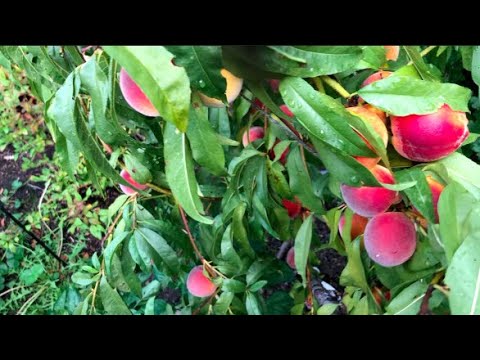 Видео: Персики на карликовом подвое.