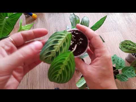 Видео: Излишки растений на 23.09.25. #комнатные растения ☘️☘️☘️