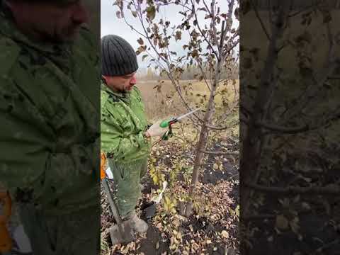 Видео: полезные советы по обрезке  осенью.    Яблоня Свежесть 6 лет