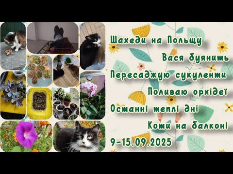 Видео: Після шахедів на Польщу у нас поки тихо 9-15.09.2025