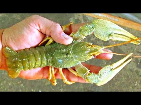 Видео: Раки! Как и на Что Ловить Раков Весной! Немного Хитрости и Секрета! Открытие Сезона 2025